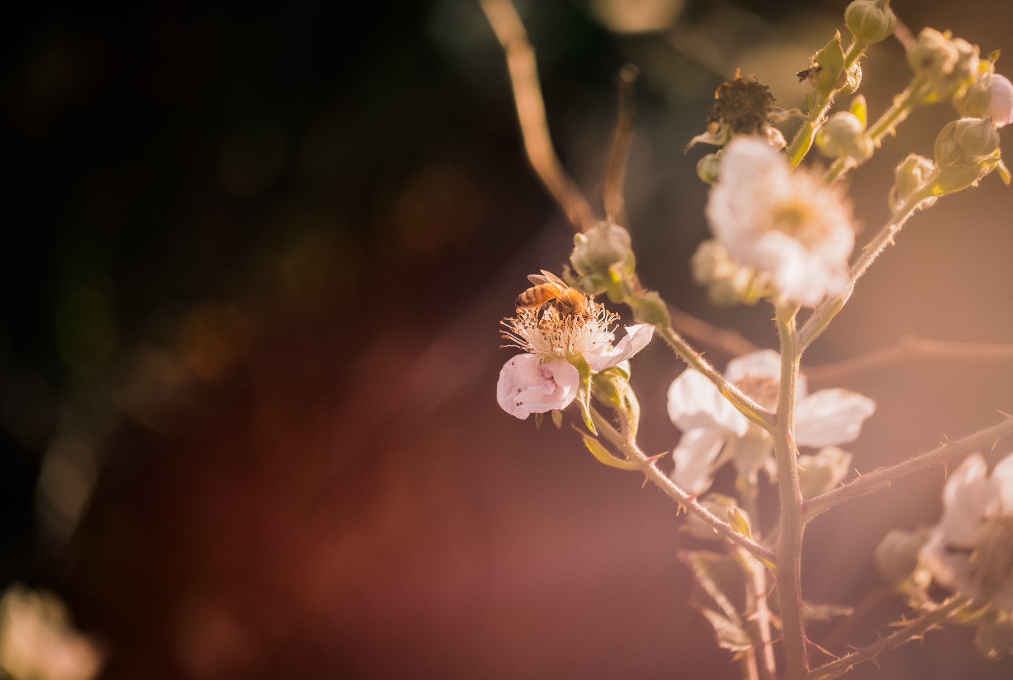 21. Bee gathering, macro