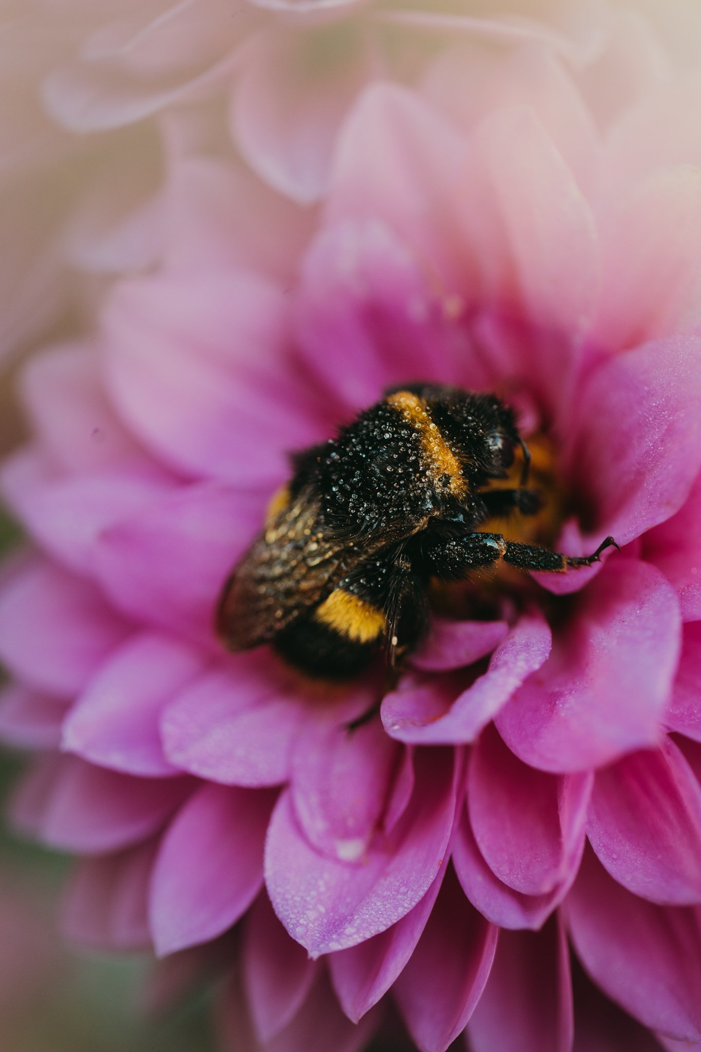 41. Bee gathering, dahlia flower, macro