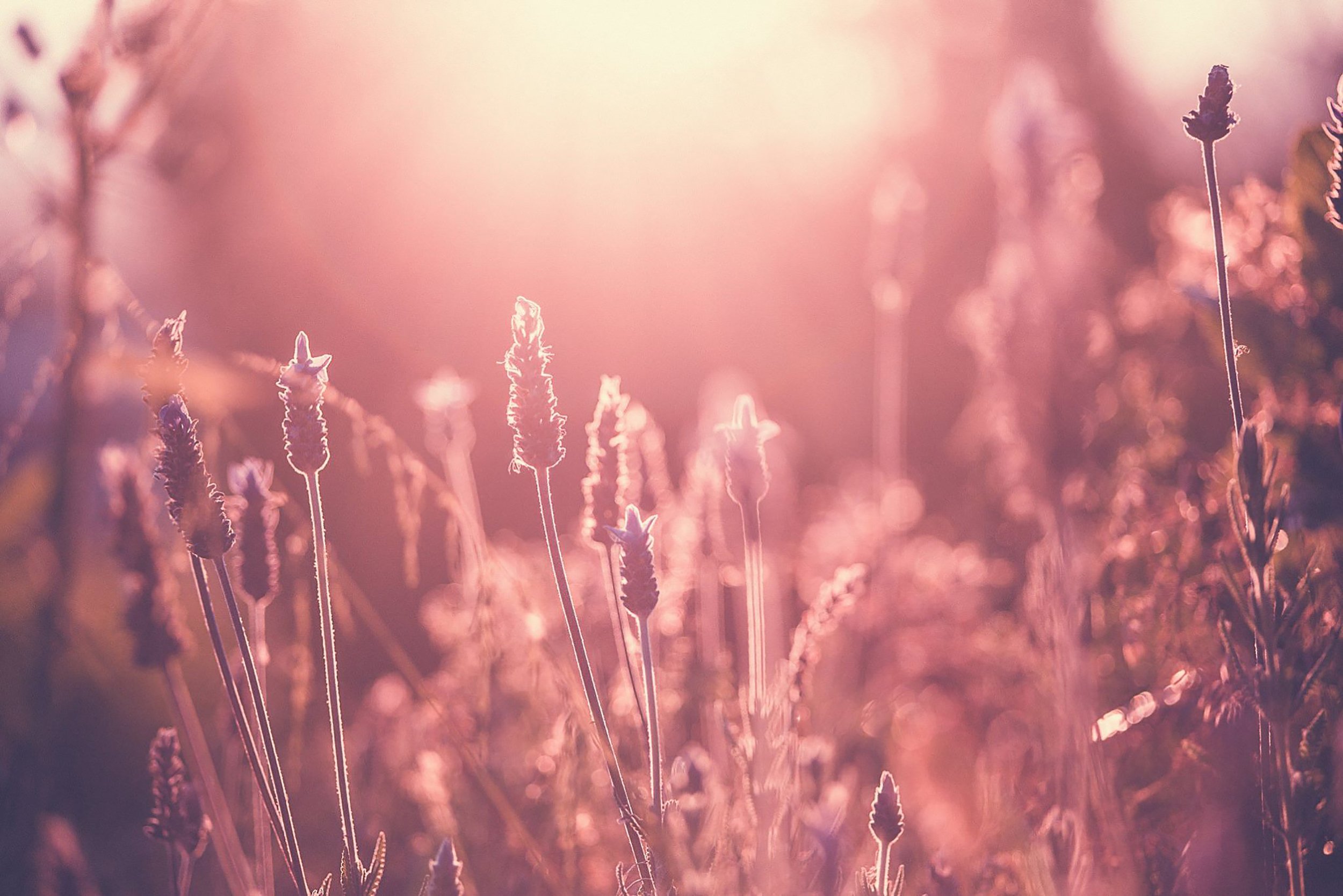 30. Lavender in sunset, macro