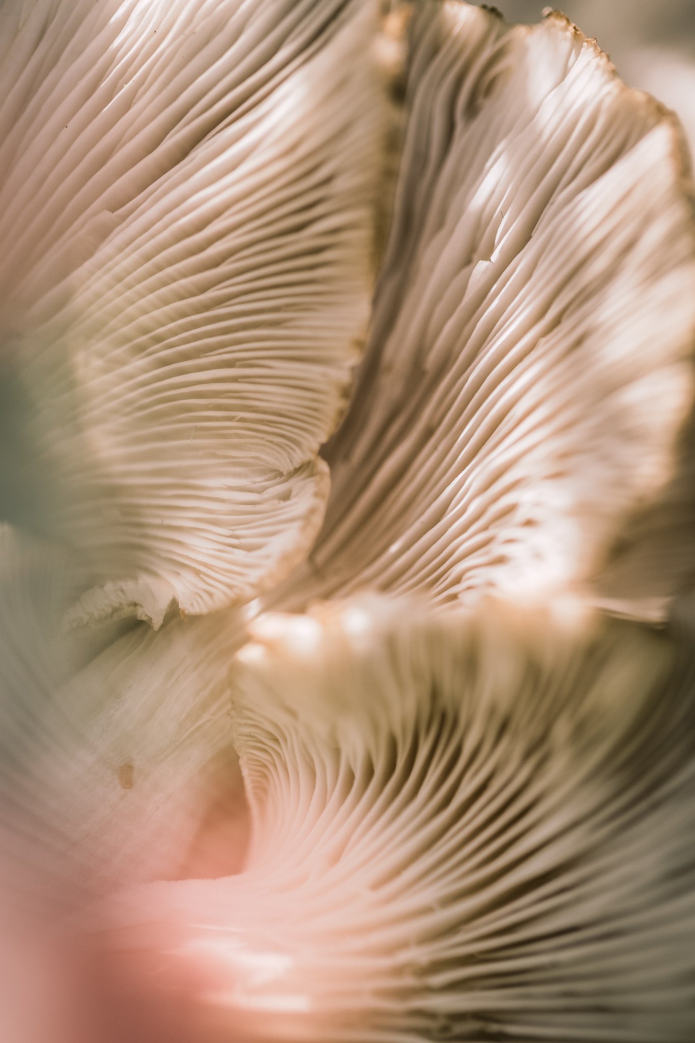 42. Oyster mushrooms, macro