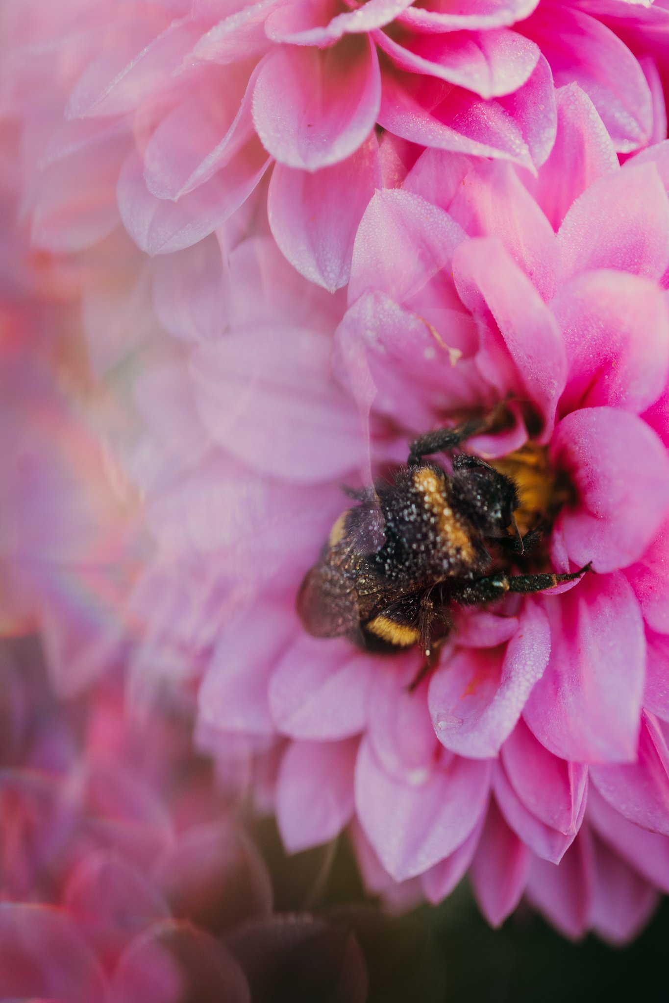 34. Bee gathering, dahlia flower, macro