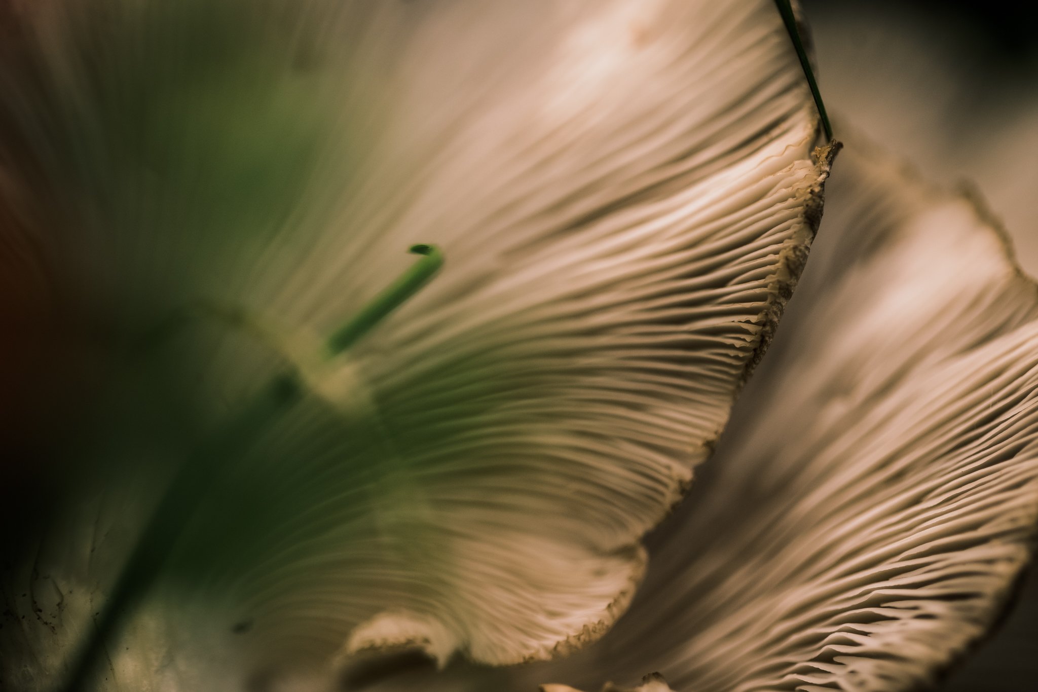 37. Oyster mushrooms, macro