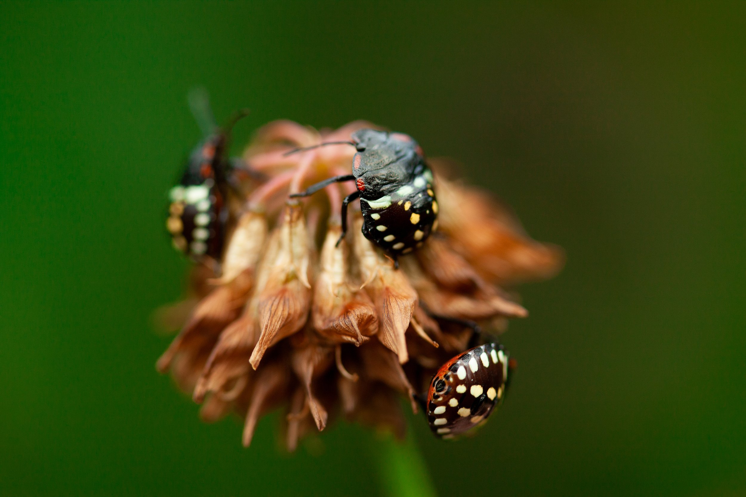 17. Bugs devouring a flower, macro