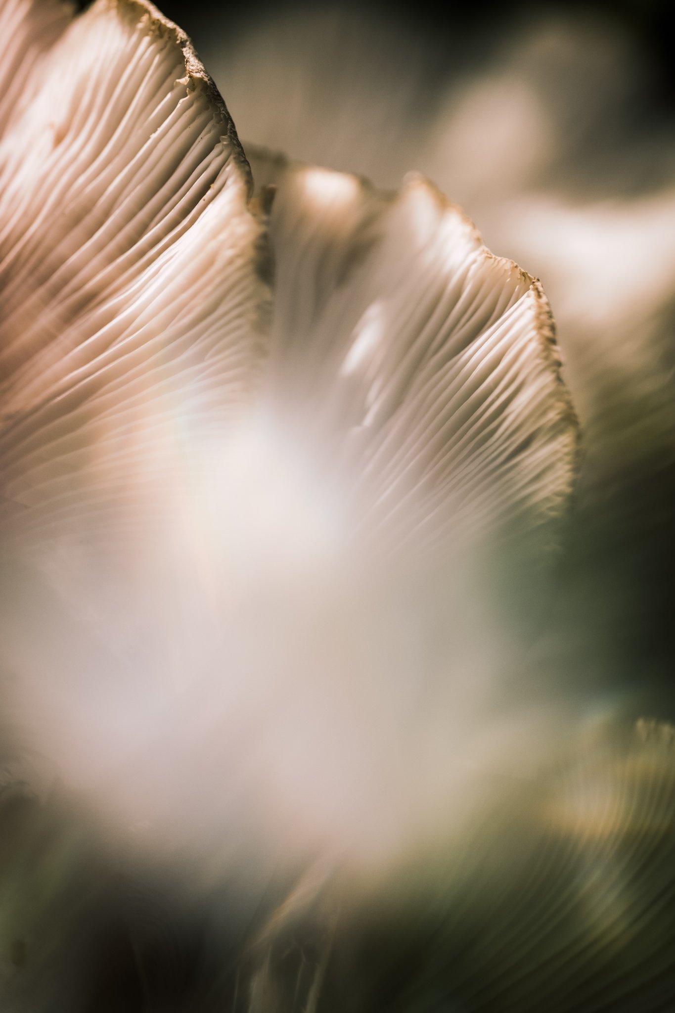 40. Oyster mushrooms, macro