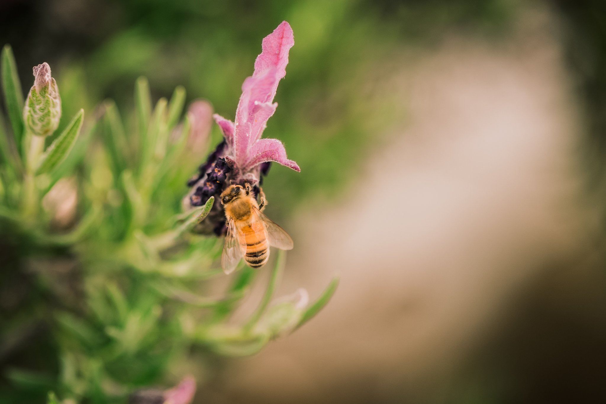 24. Bee gathering, lavender, macro