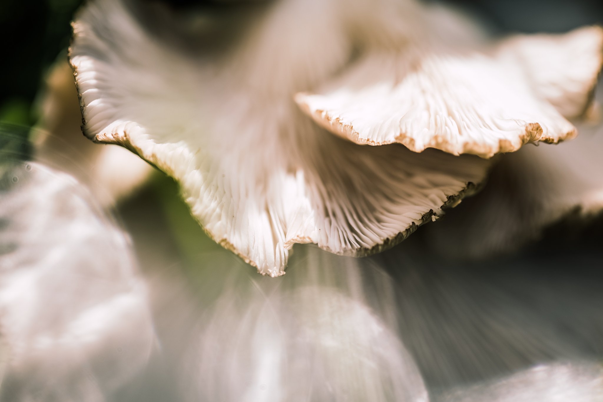 43. Oyster mushrooms, macro