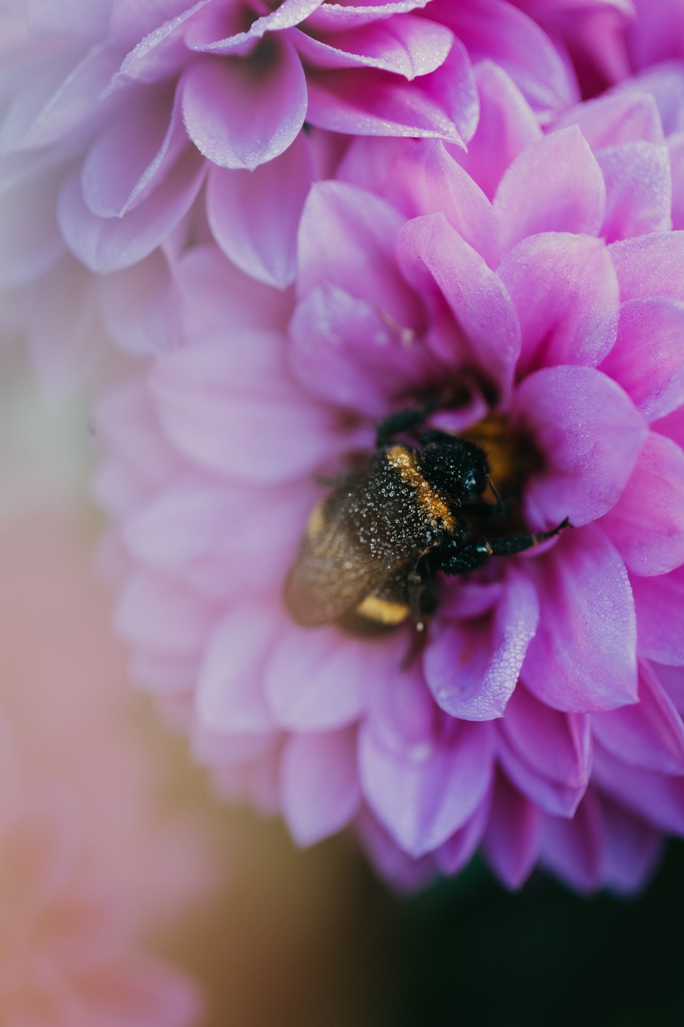 47. Bee gathering, dahlia flower, macro