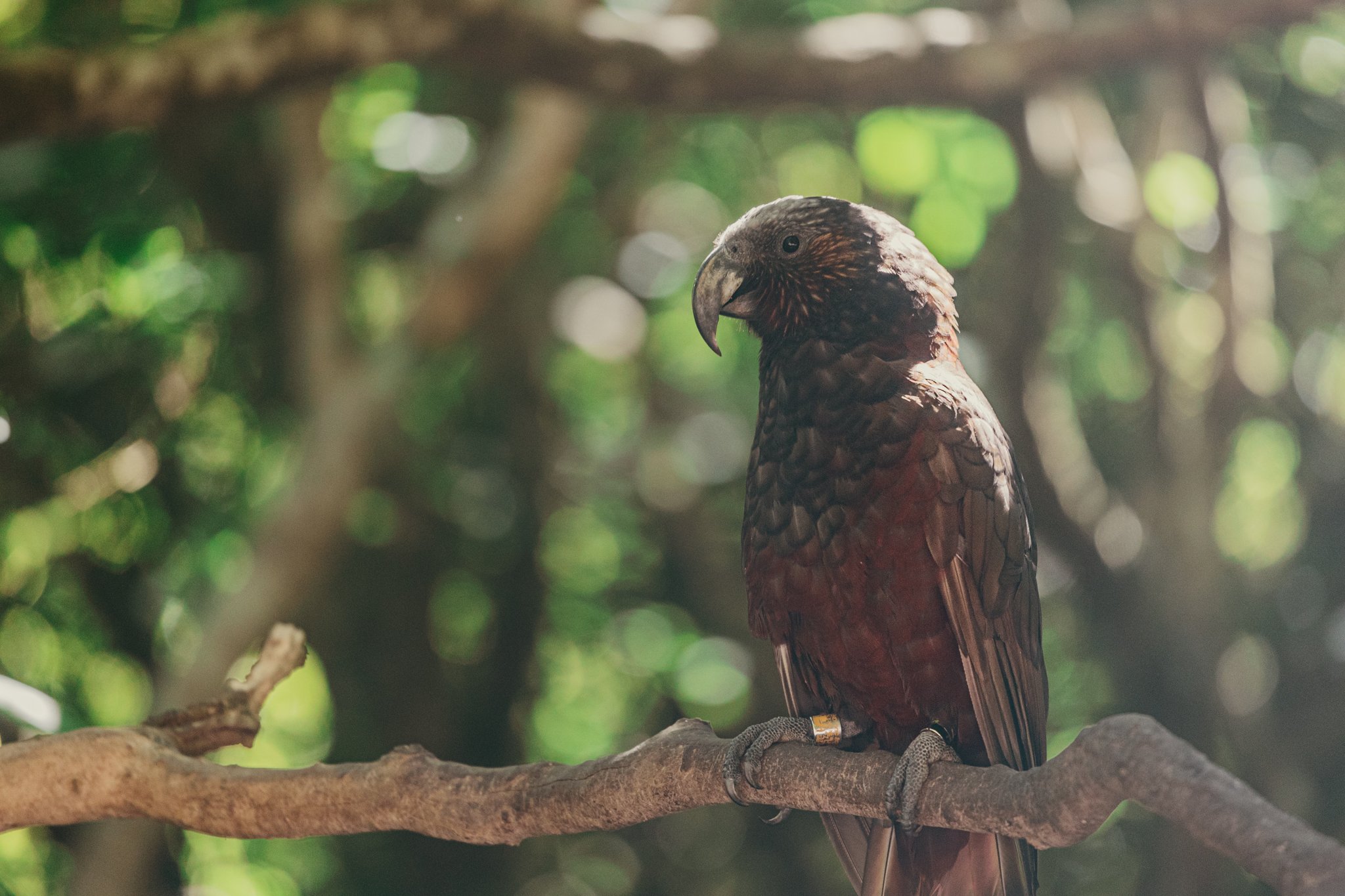 19. Kaka bird, New Zealand