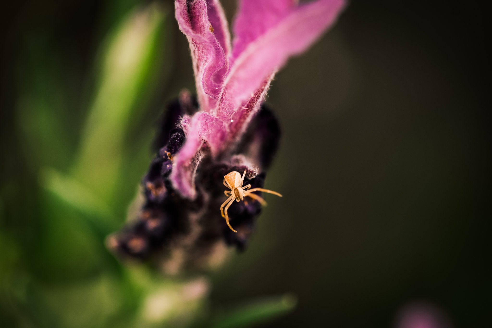 25. Spider, lavender, macro