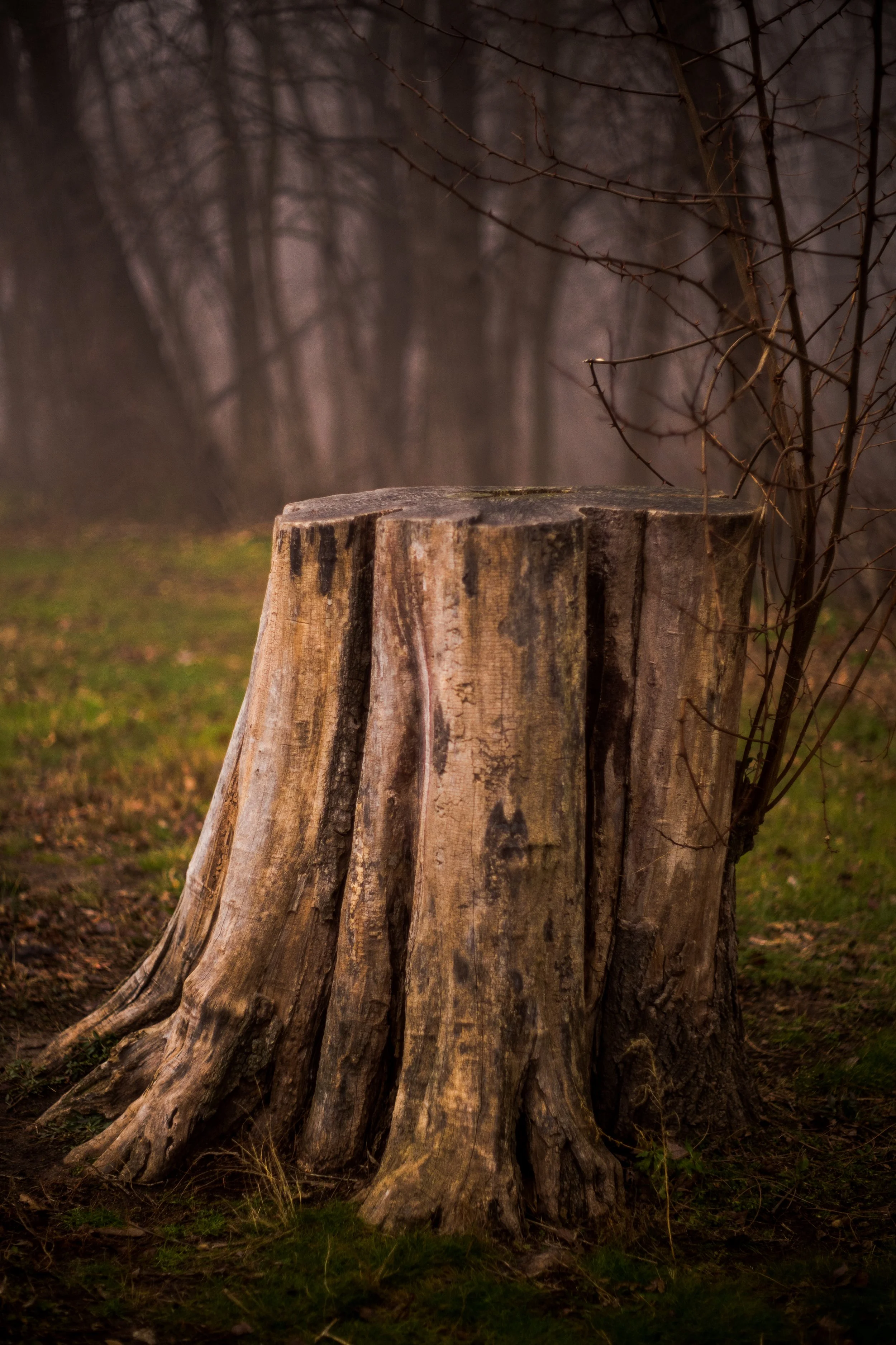 Topcon Lenses-04.jpg