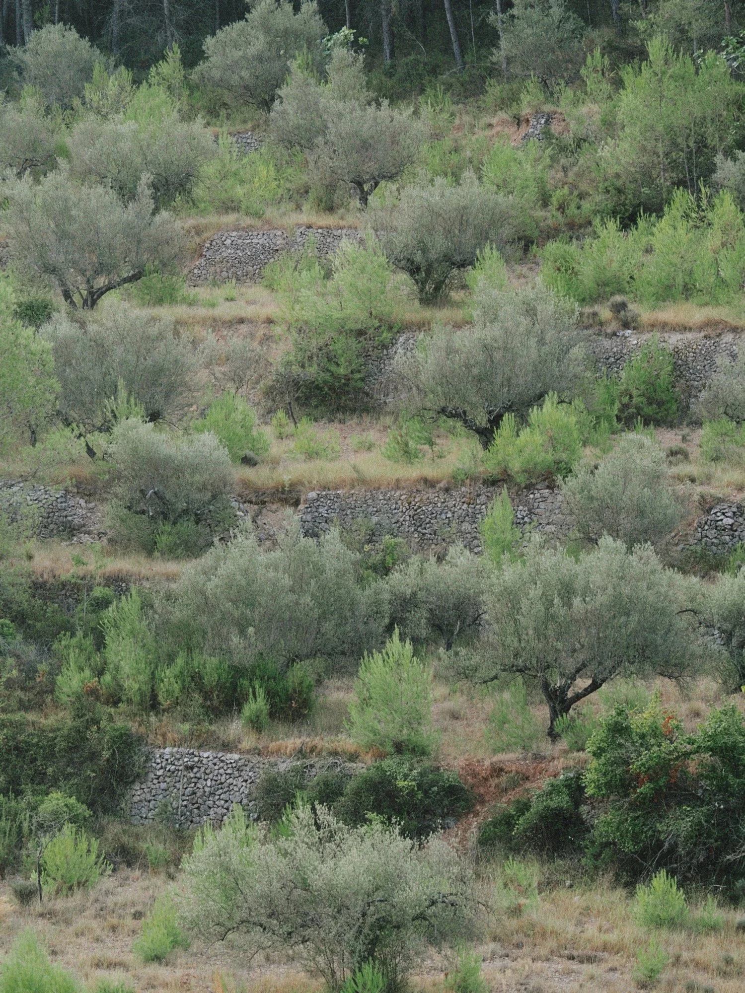 Campo de olivos en terrazas mezclados con pinos jovenes