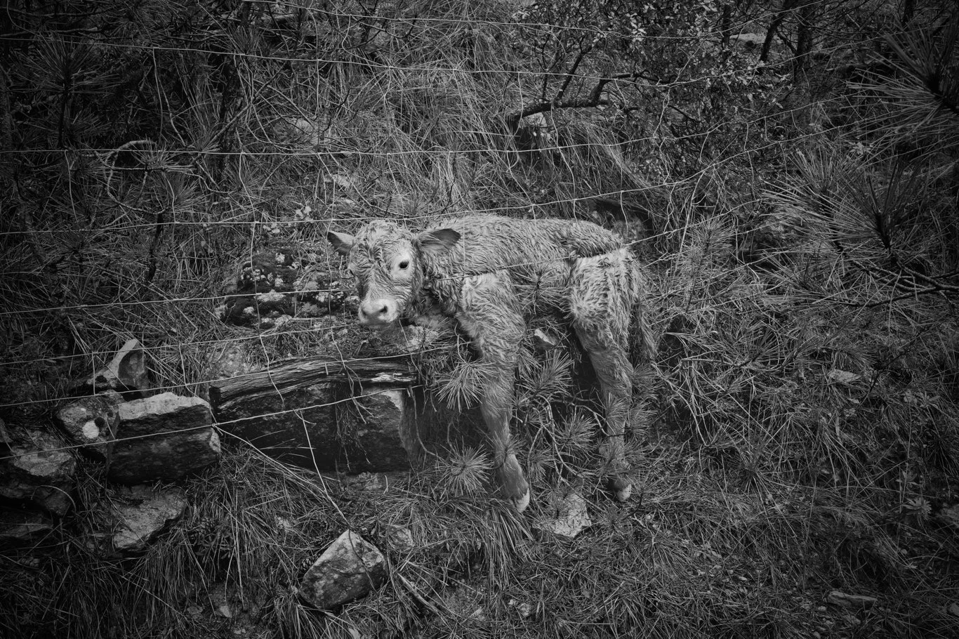 Que hacer si encuentras un animal herido