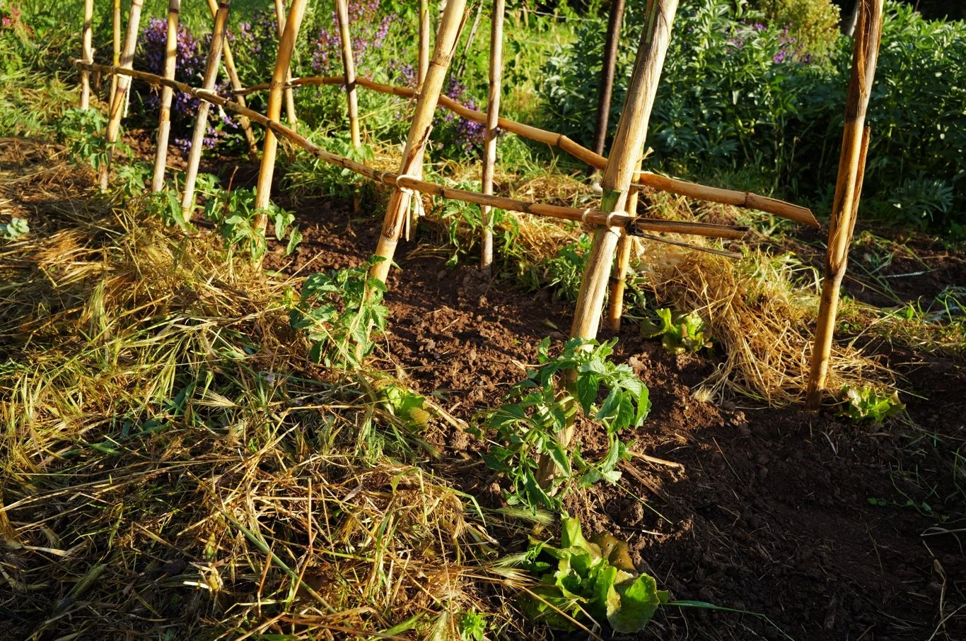 Poner varias plantas juntas