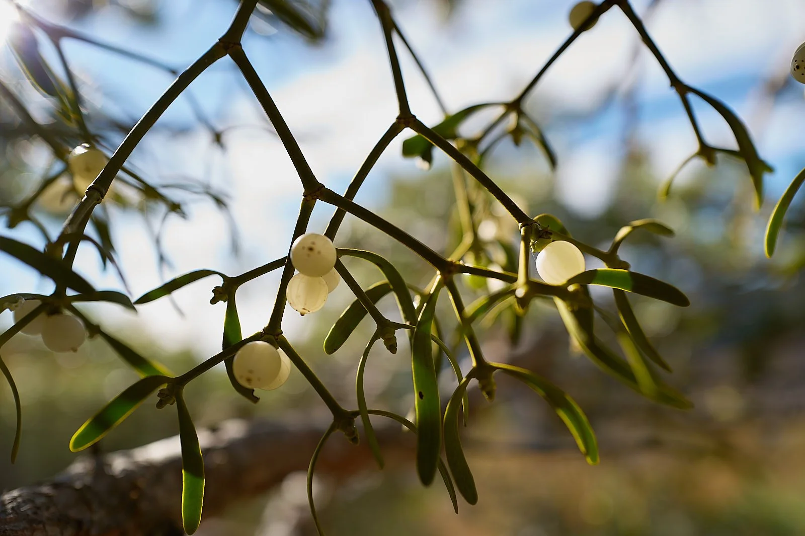 El beso bajo el muerdago
