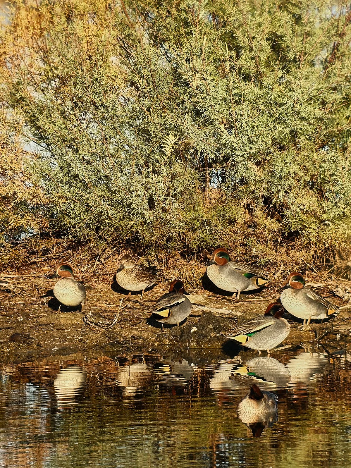 Digiscoping. Cerceta común