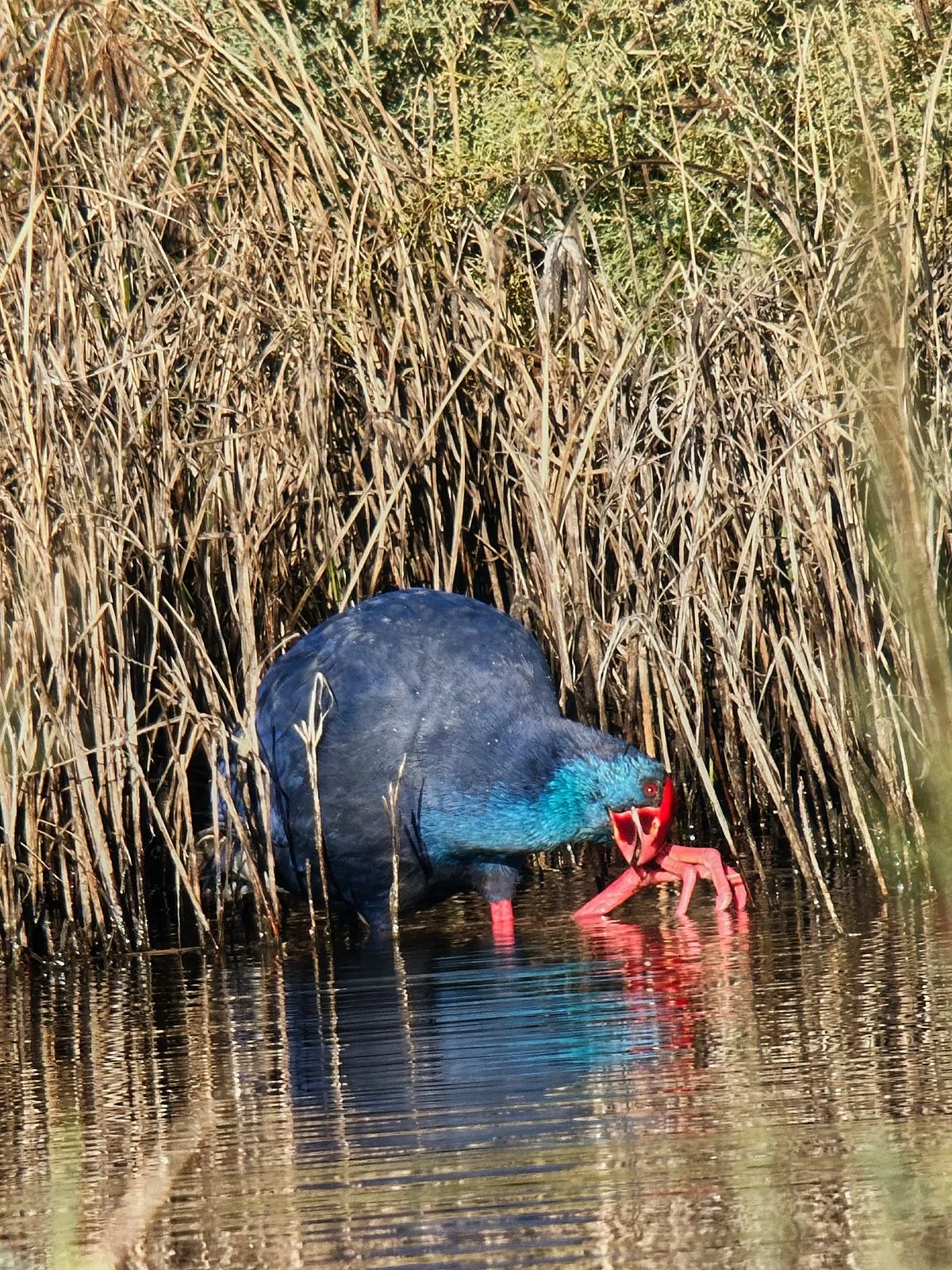 Digiscoping. El gallo de la marjal