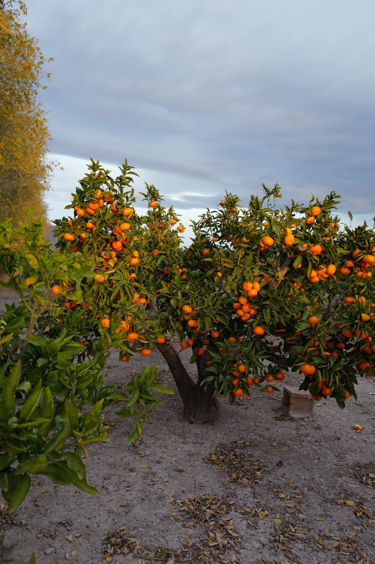 Mandarinas de la tierra