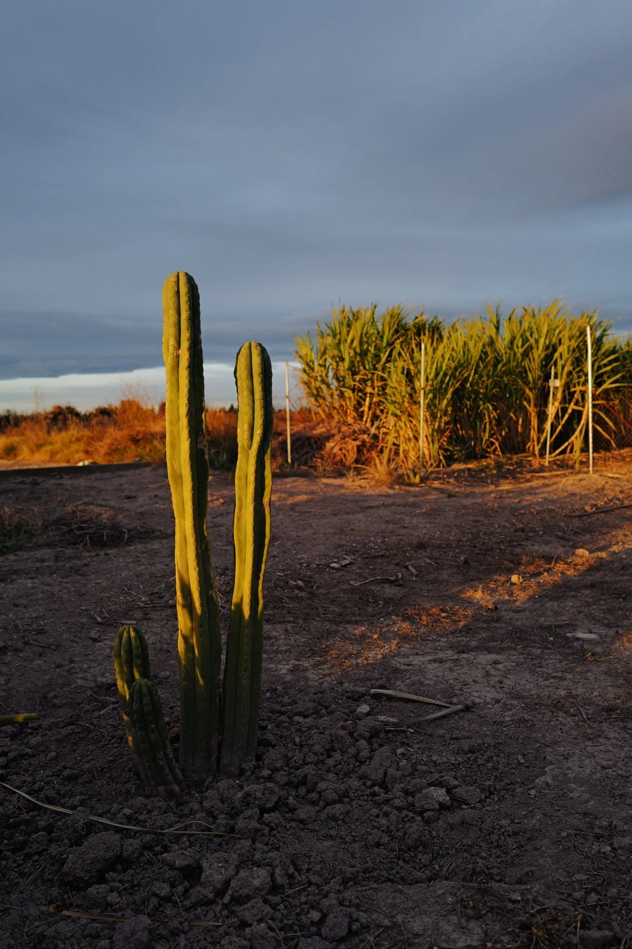 Queremos vivir en un desierto
