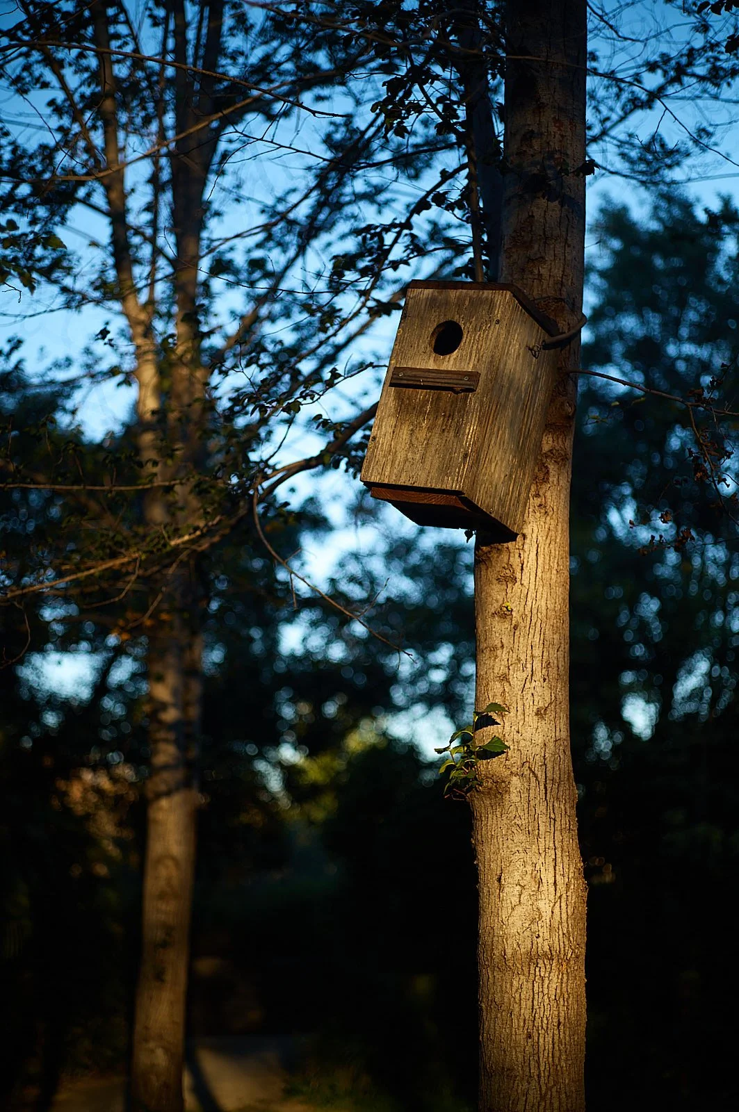 Cajas nido para aves