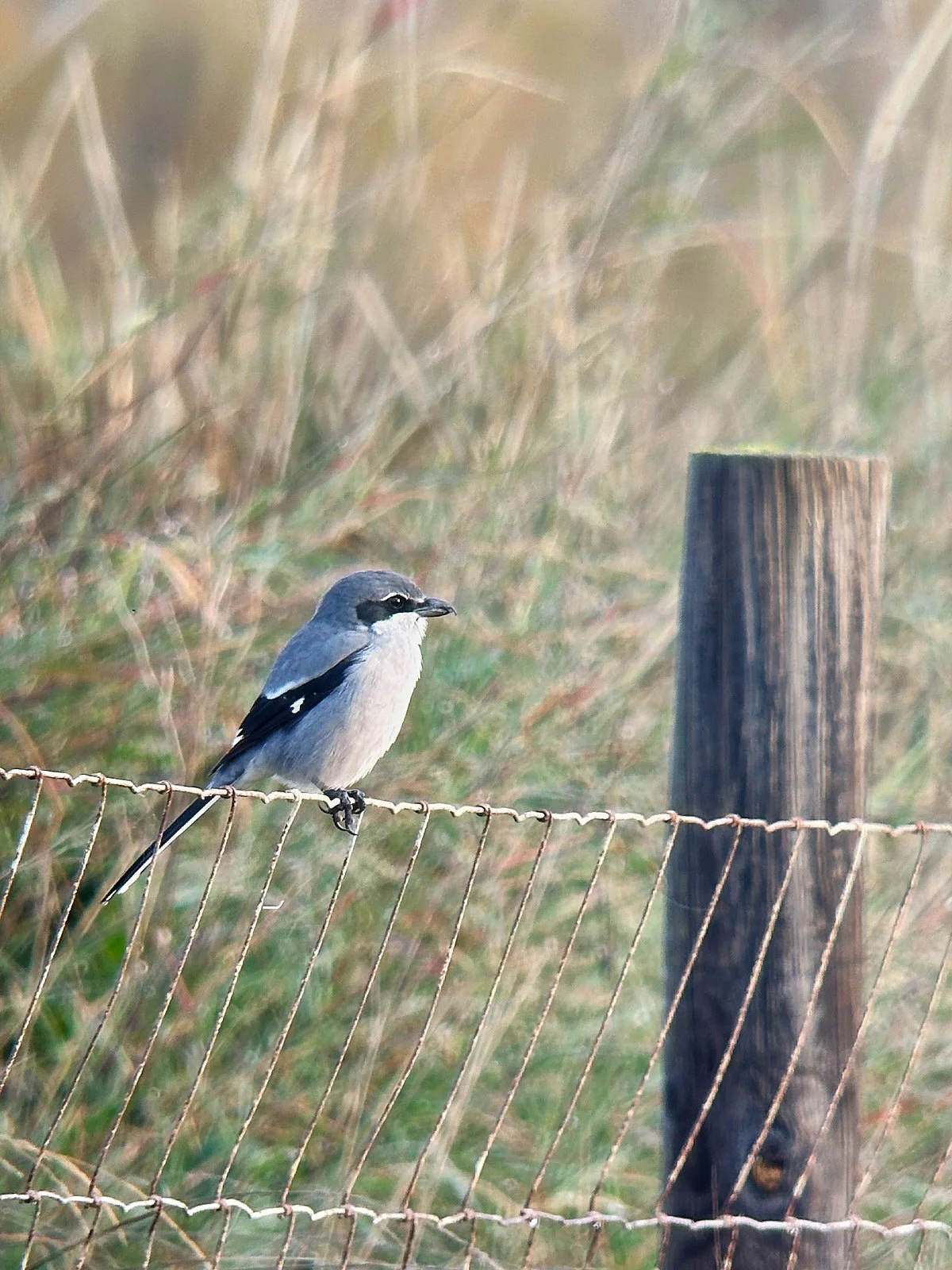 Una de mis aves favoritas