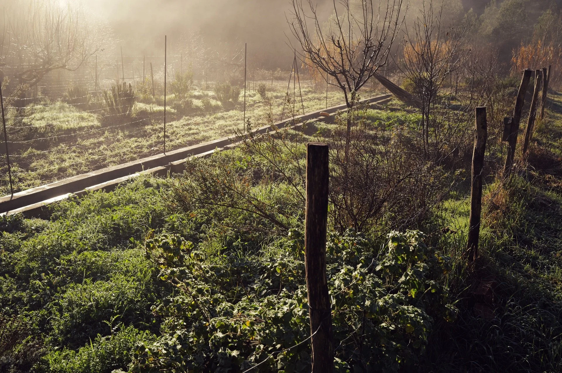Resiliencia hortelana