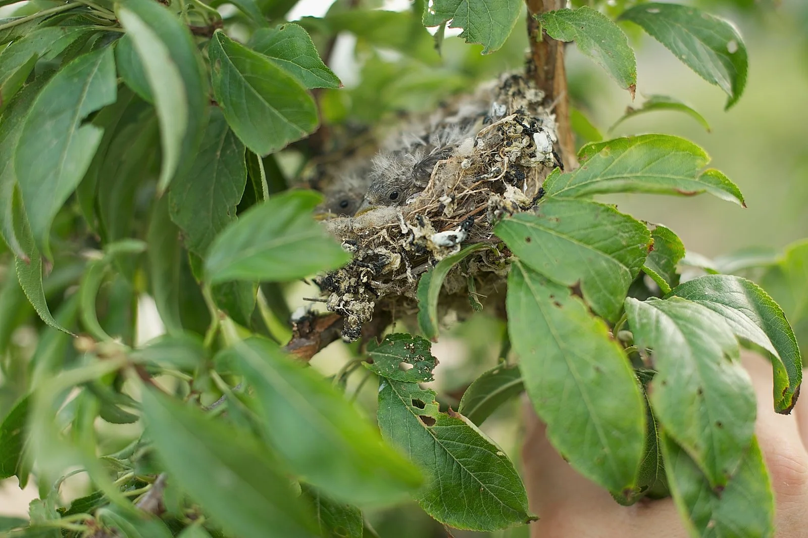 Tener aves en tu huerta es una buena idea