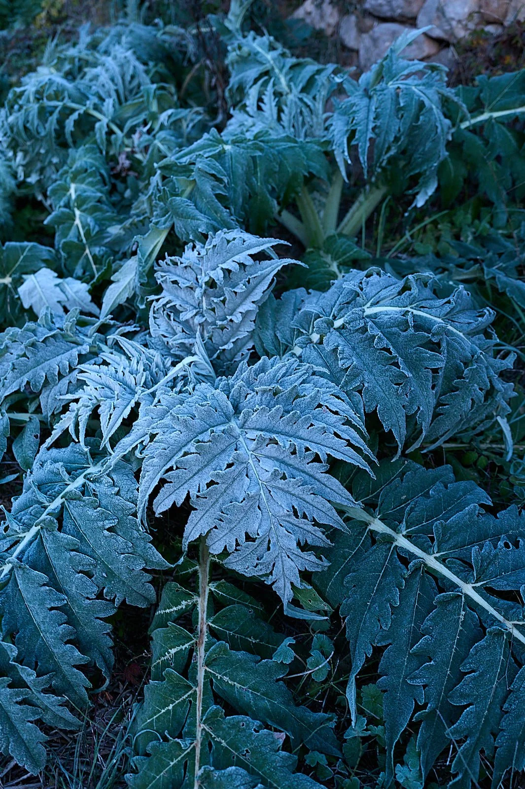 Como elegir las plantas para tu huerto 