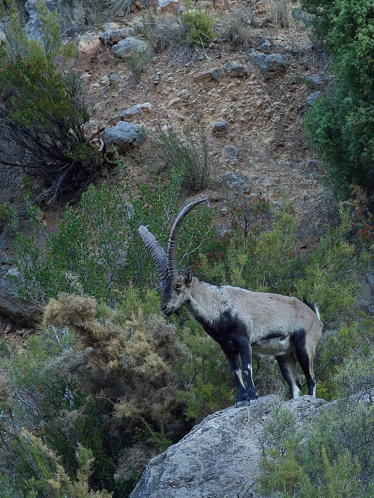 El mejor momento para ver los machos monteses