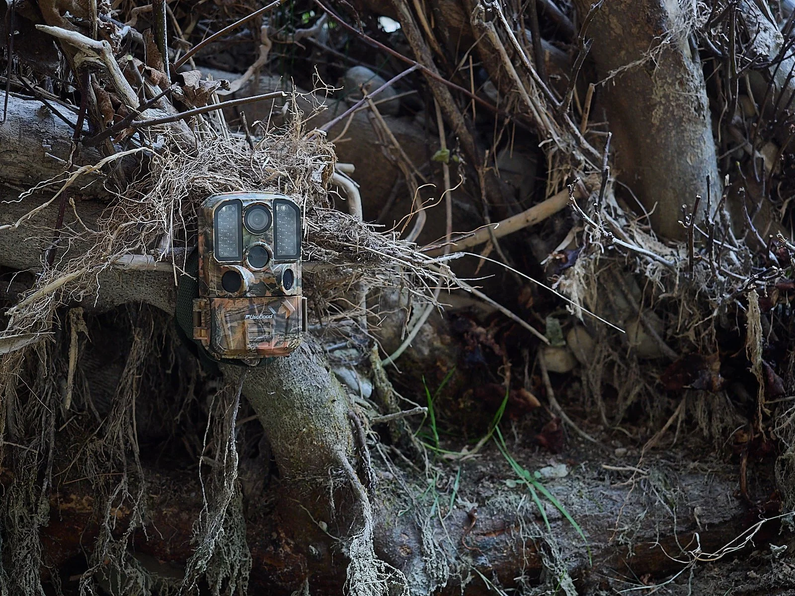 Donde poner tu camara de fototrampeo parte 2