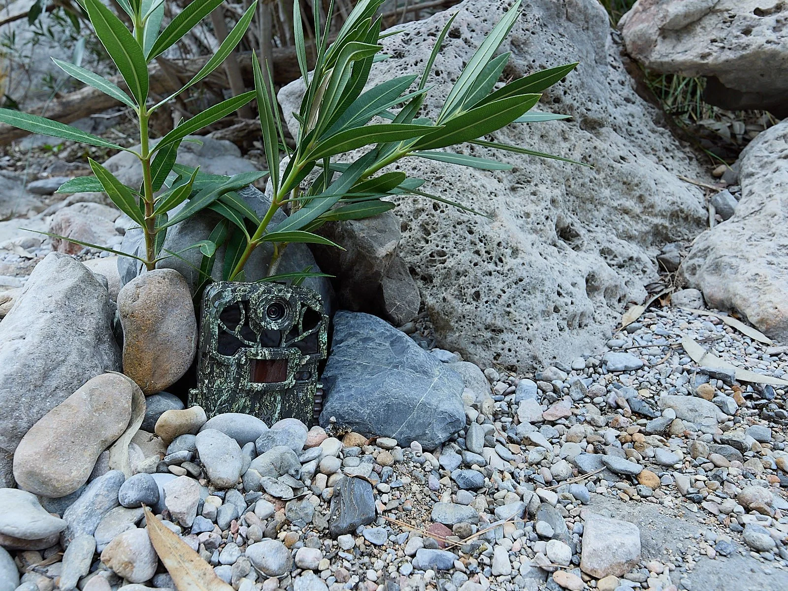 Donde poner tu camara de fototrampeo parte 3