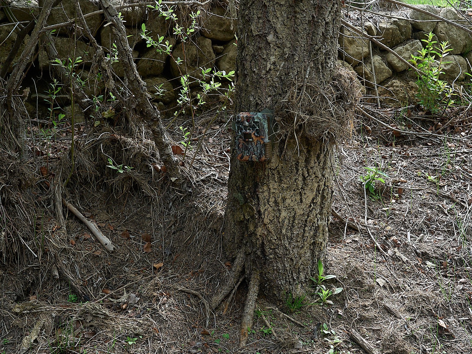 Como camuflar tu camara de fototrampeo parte 1