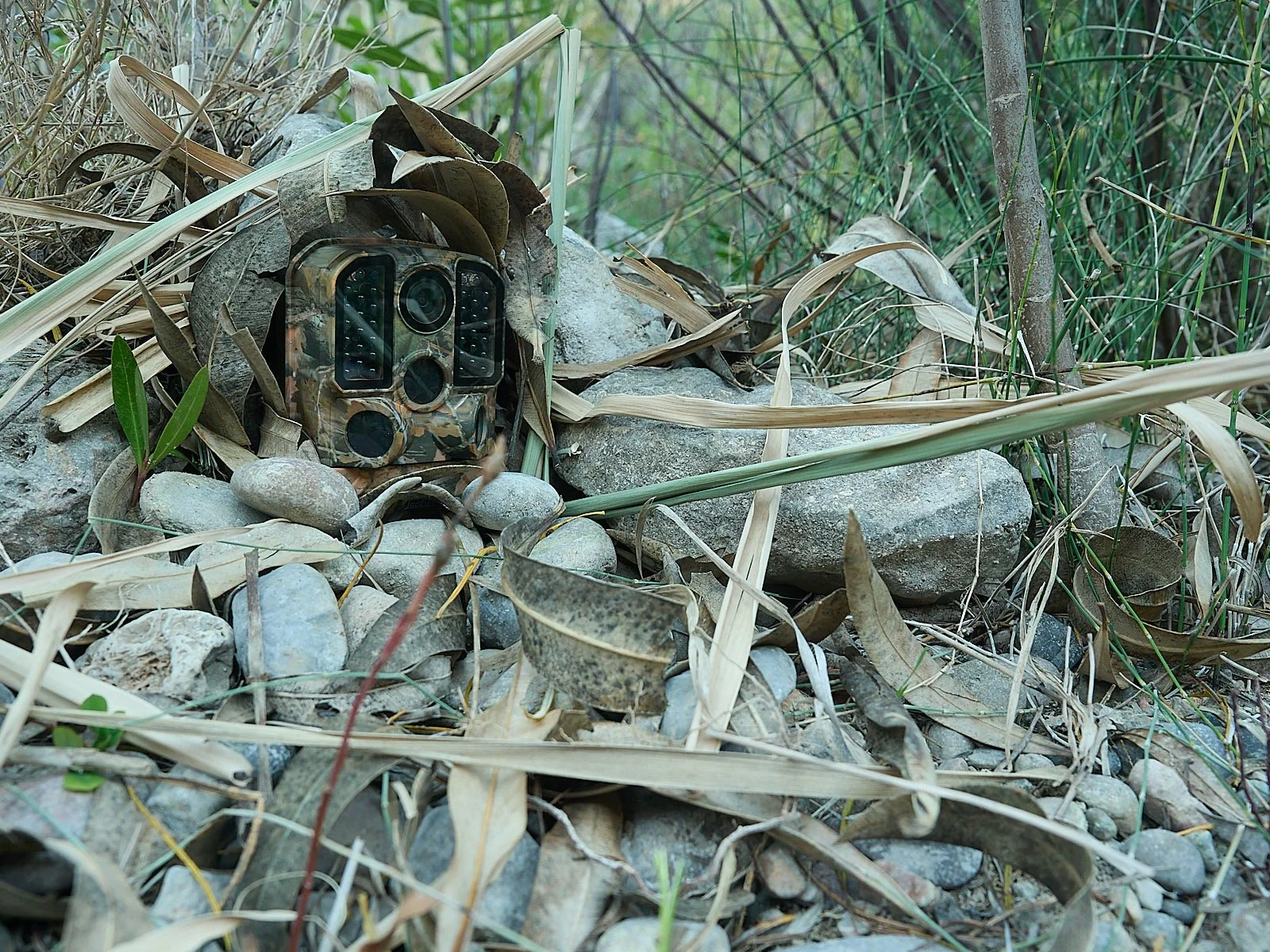 Como camuflar tu camara de fototrampeo