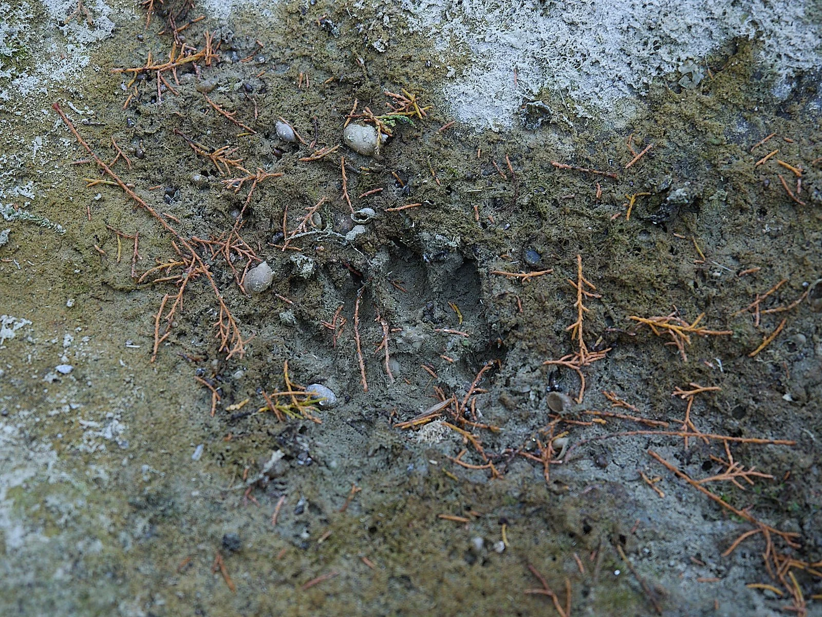 Encontrar un animal que no quiere que lo encuentres