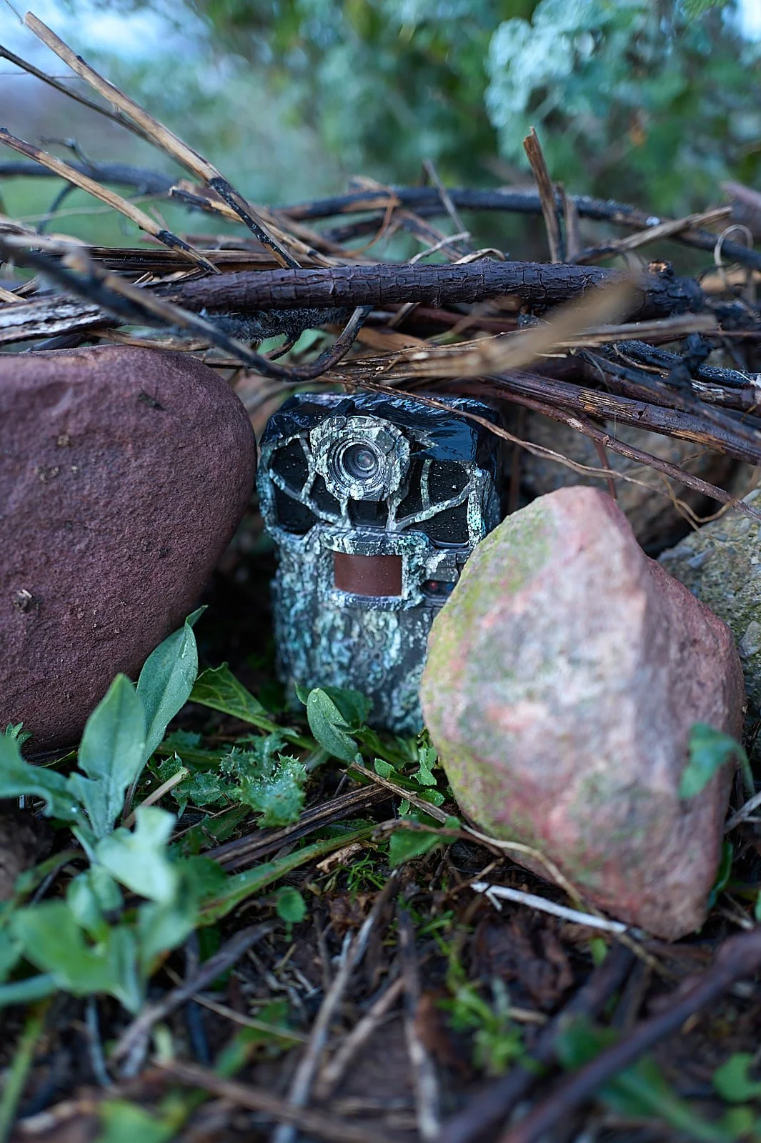 camara de fototrampeo