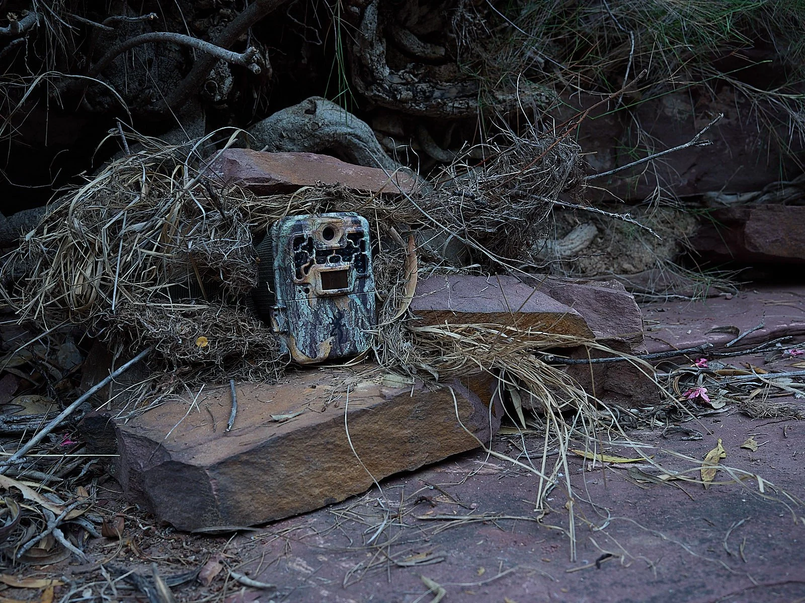 Porque se rompen las camaras de fototrampeo