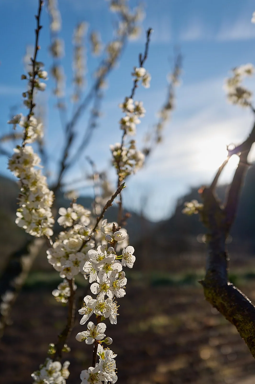 Es invierno pero no lo sabe