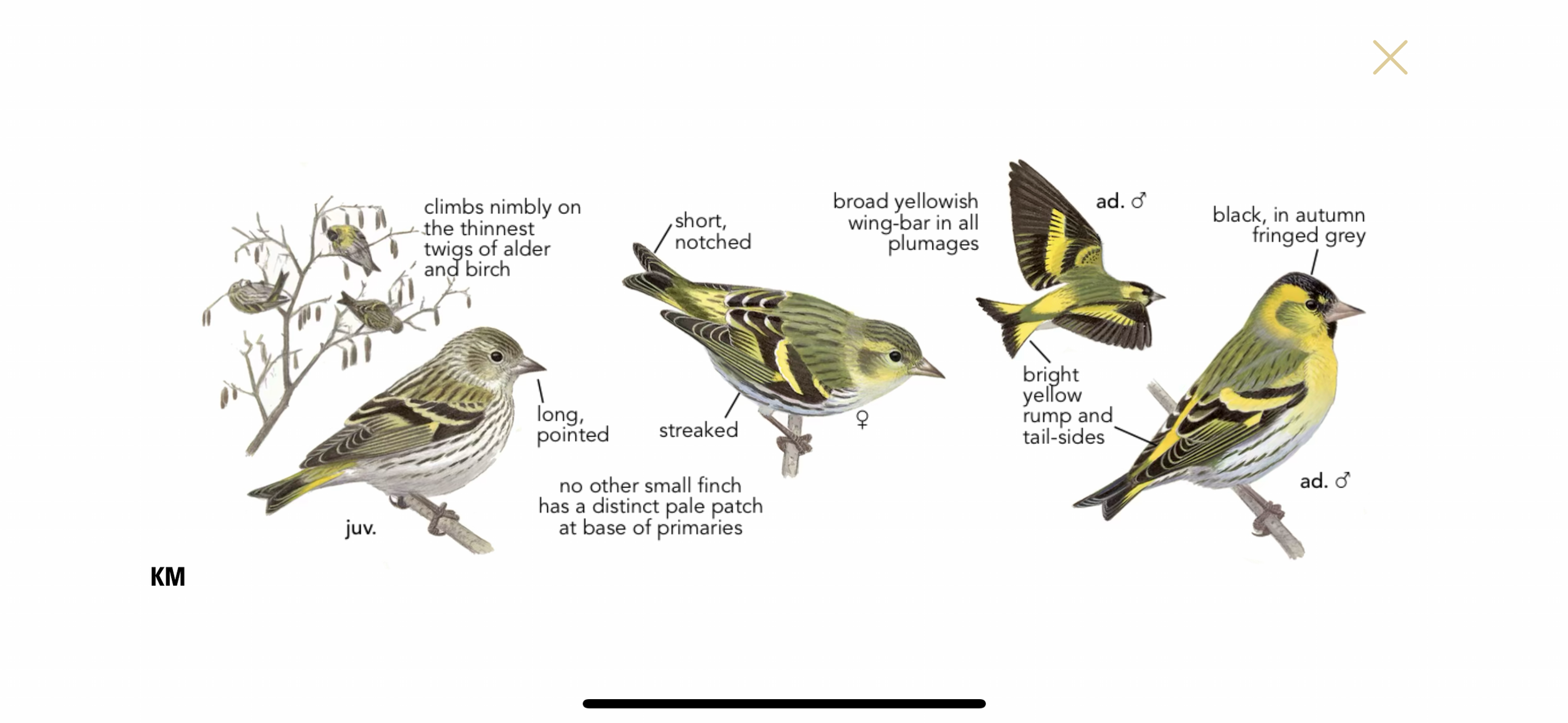 El ave del día en Ludiente es el jilguero lugano 