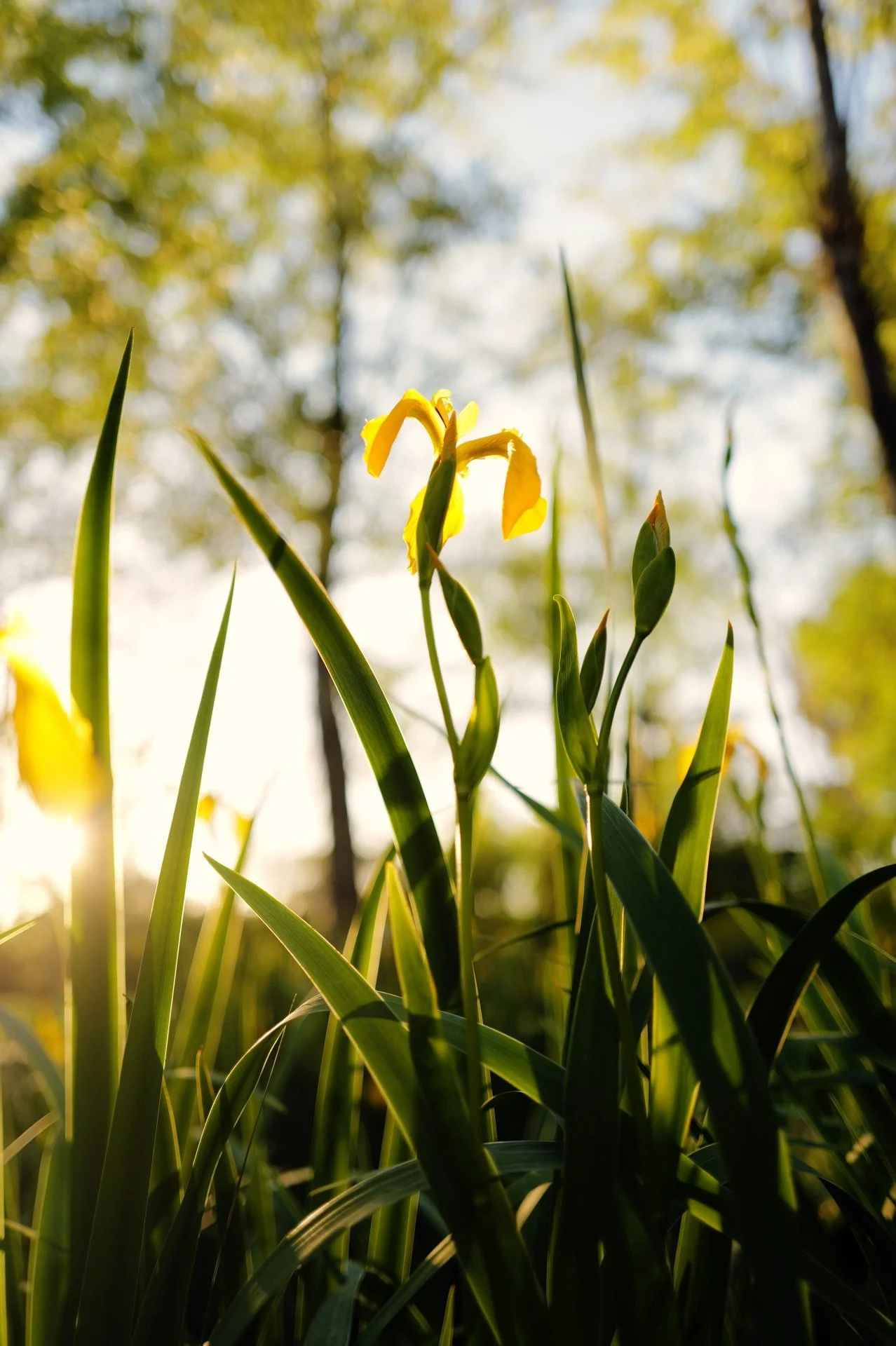 Para que sirven los lirios