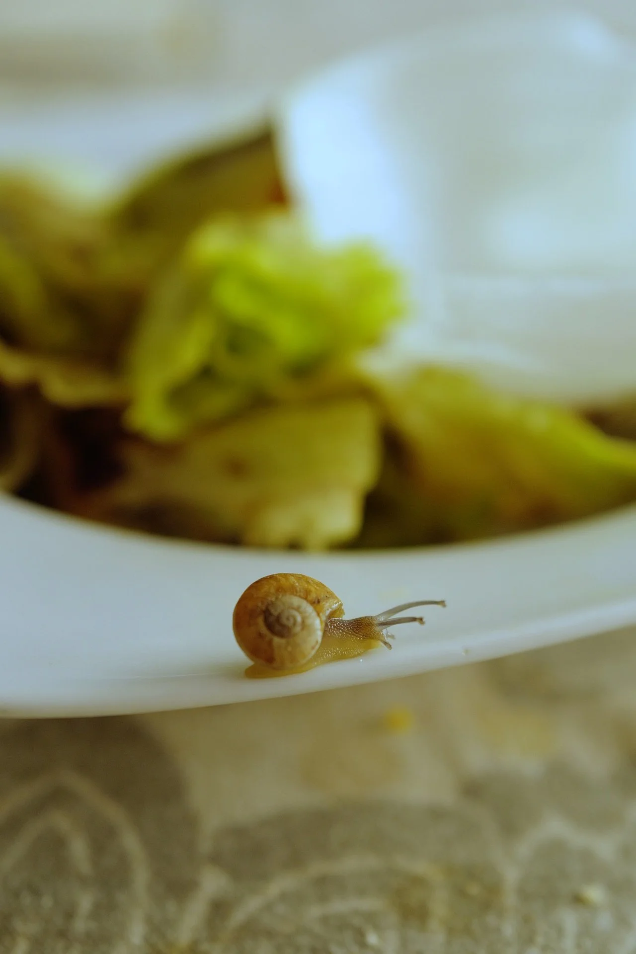 No pienso comerme esa lechuga