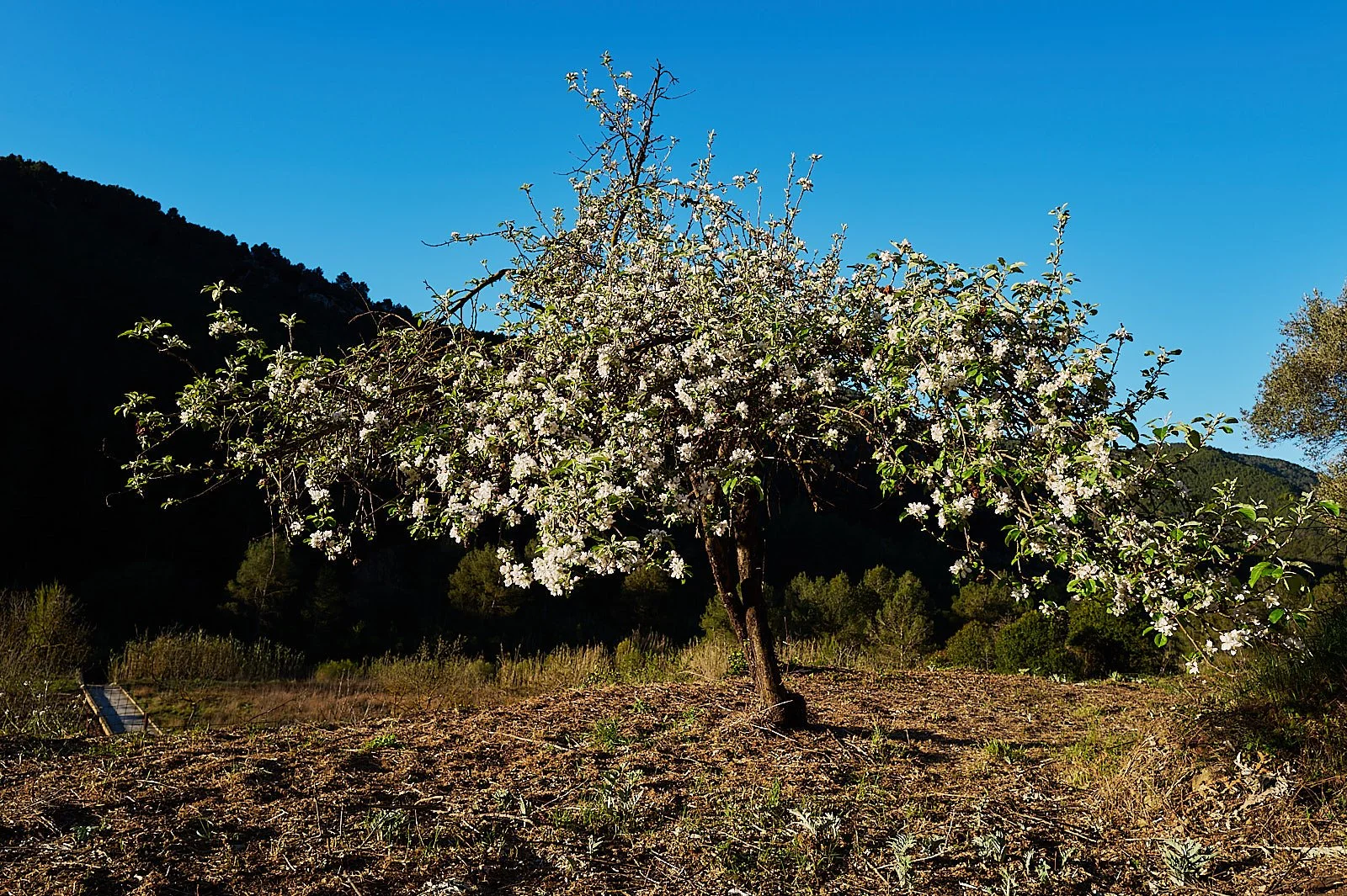 manzano en flor