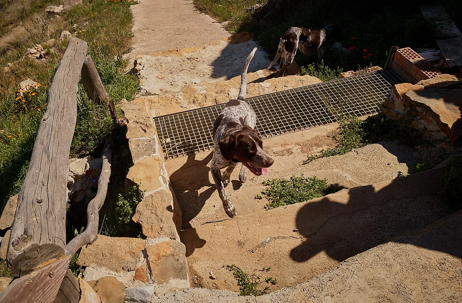 Cazadores de buitres