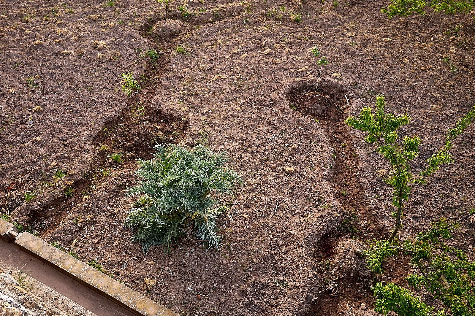 Como regar un arbol frutal