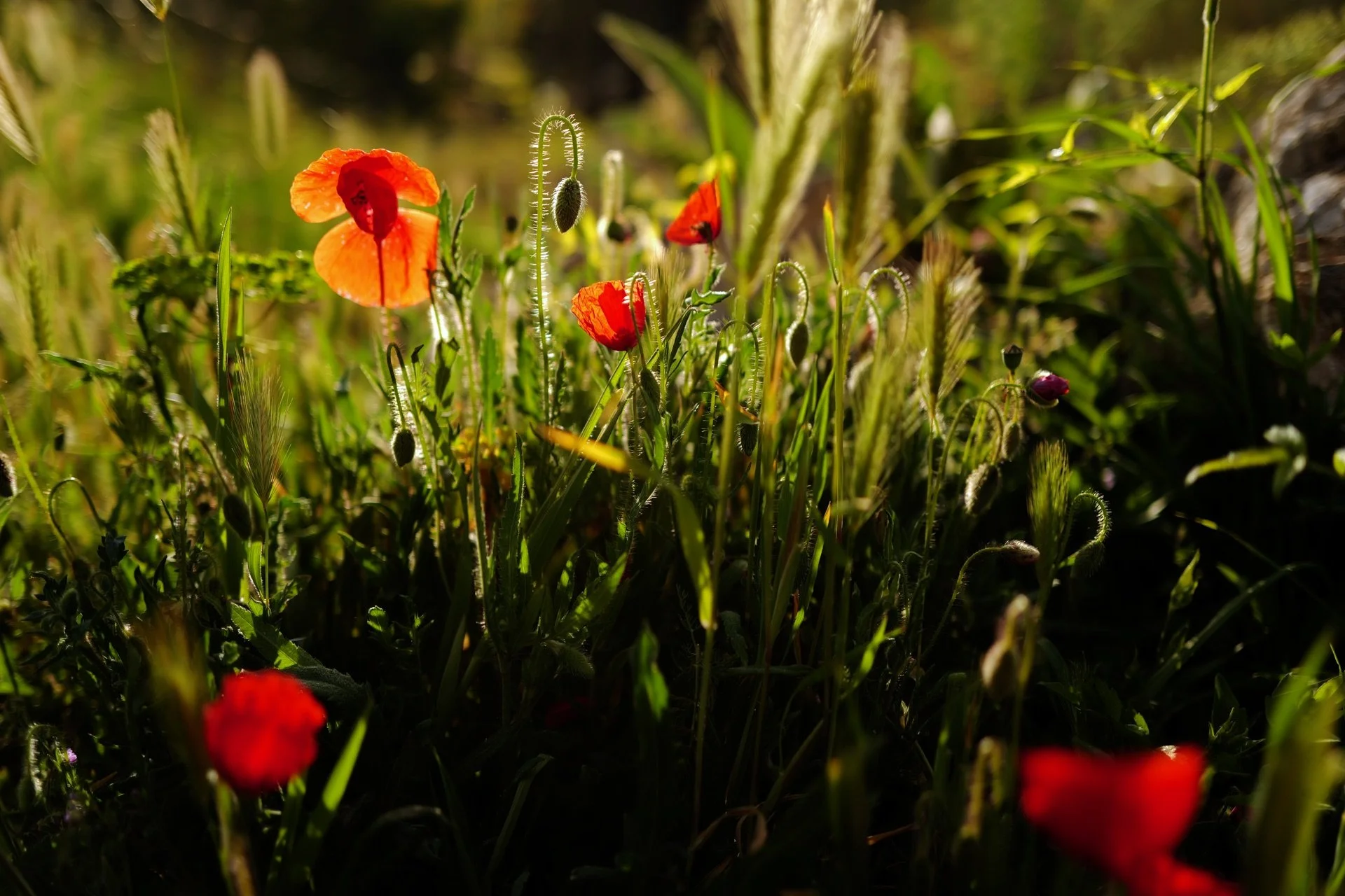 Me duele en el alma pero he de hacerlo