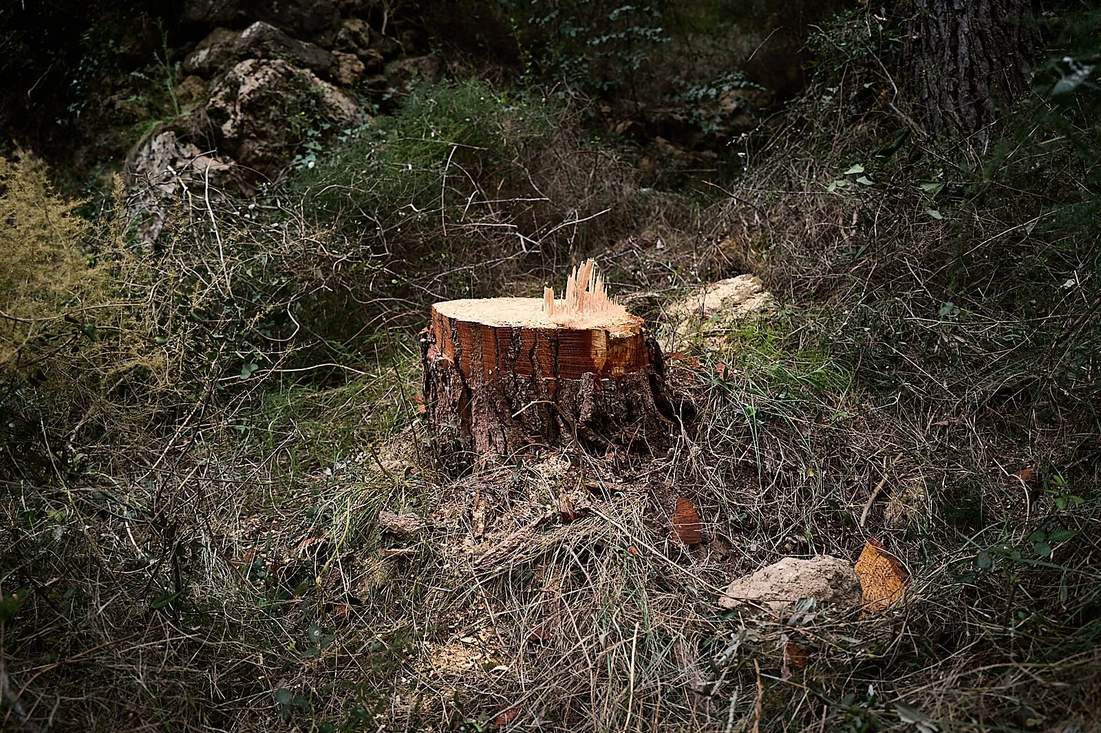 No sobran pinos