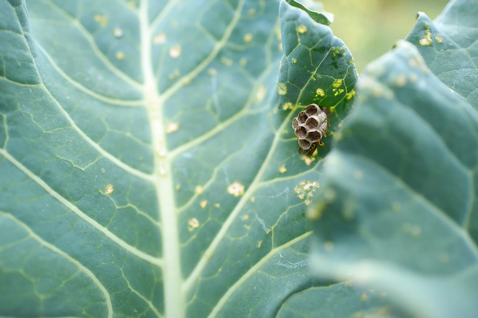 Avispero en el brocoli