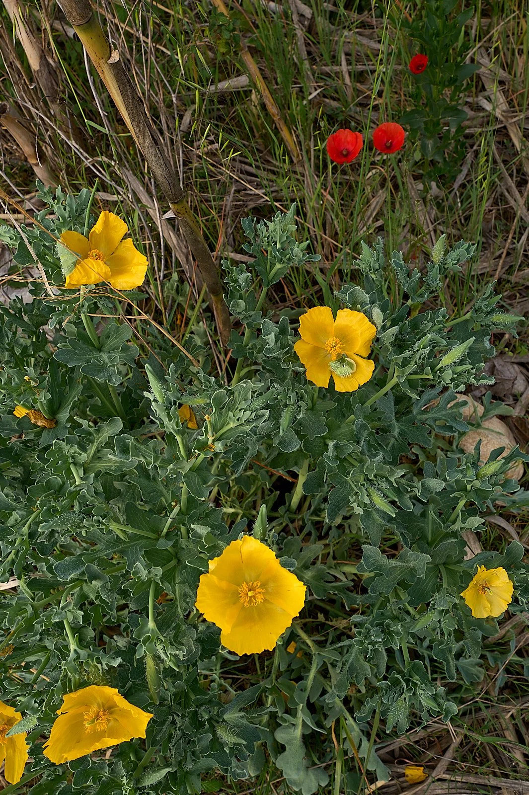 Dos amapolas son mejor que una