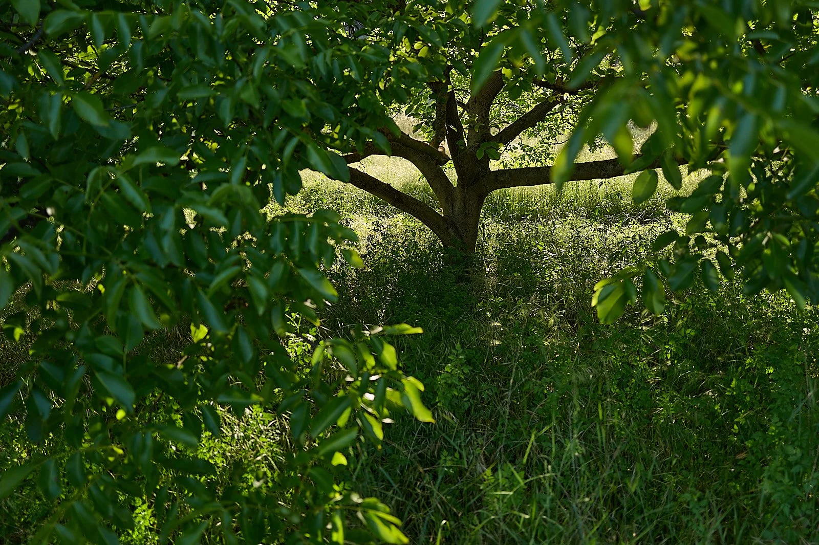El abandono del campo puede ser positivo