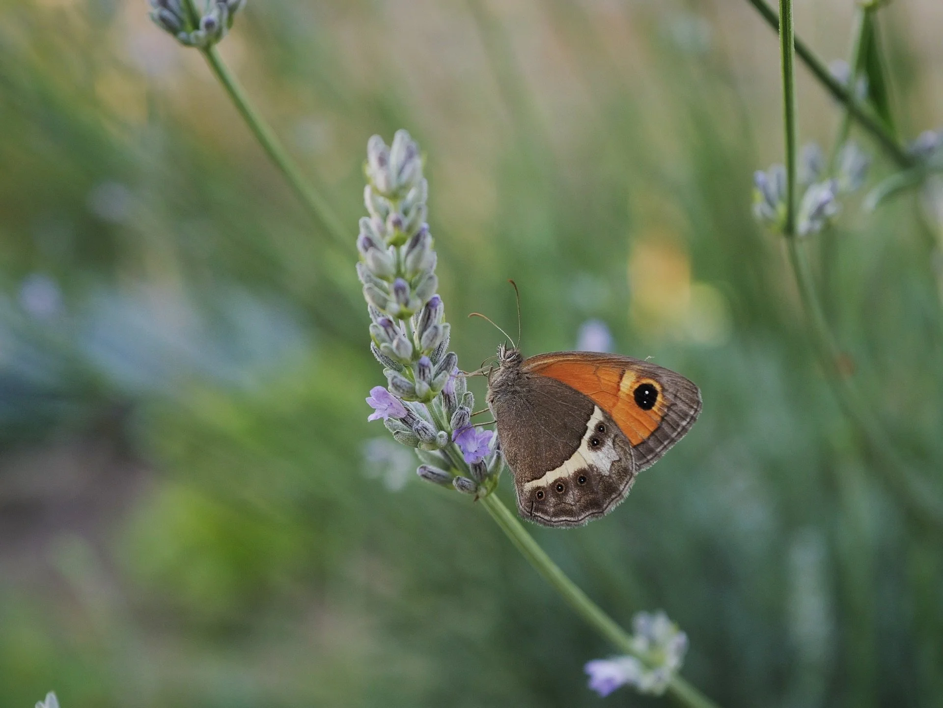 Las mariposas desaparecen 