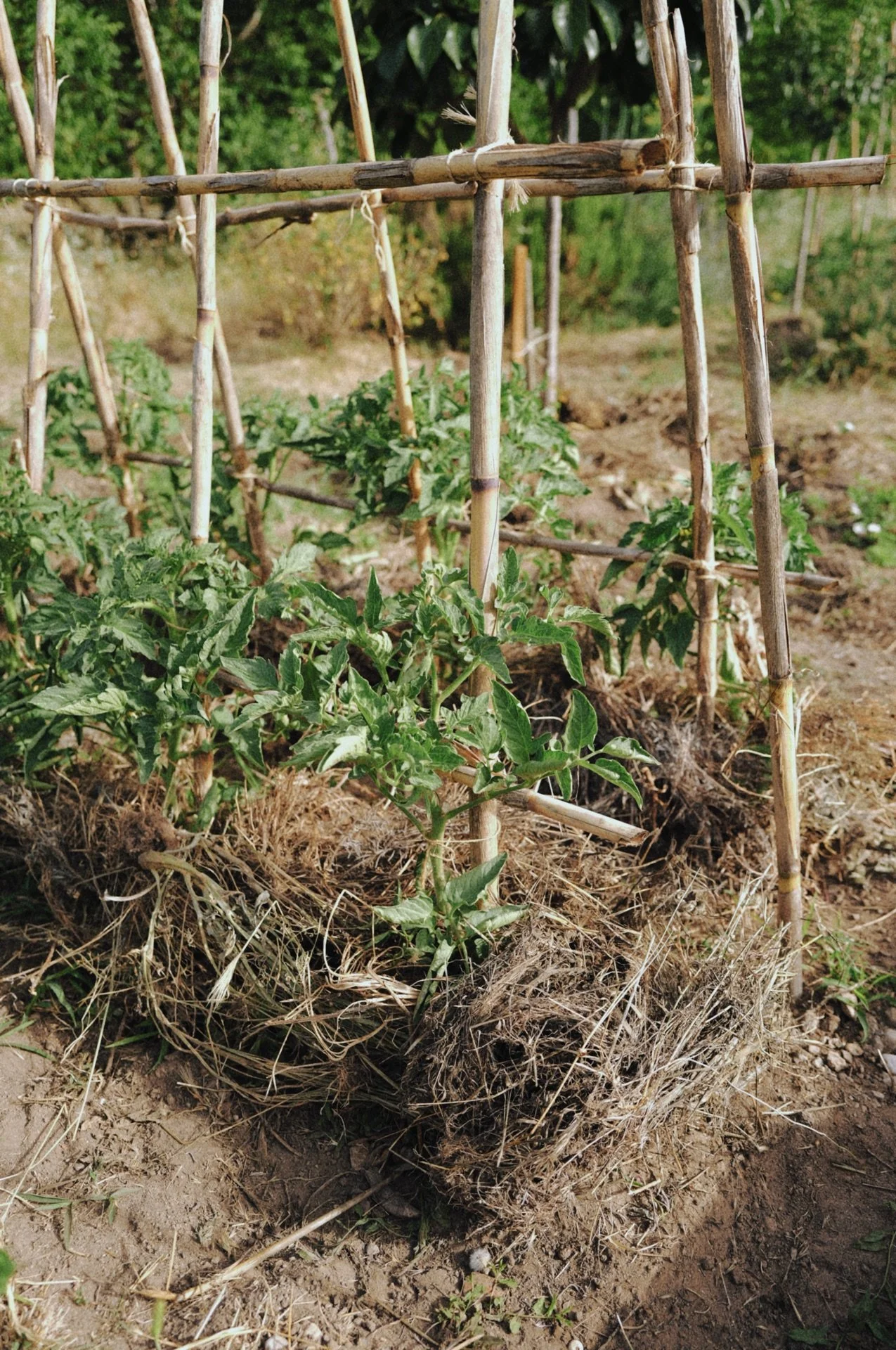 Como proteger a tus plantas del calor