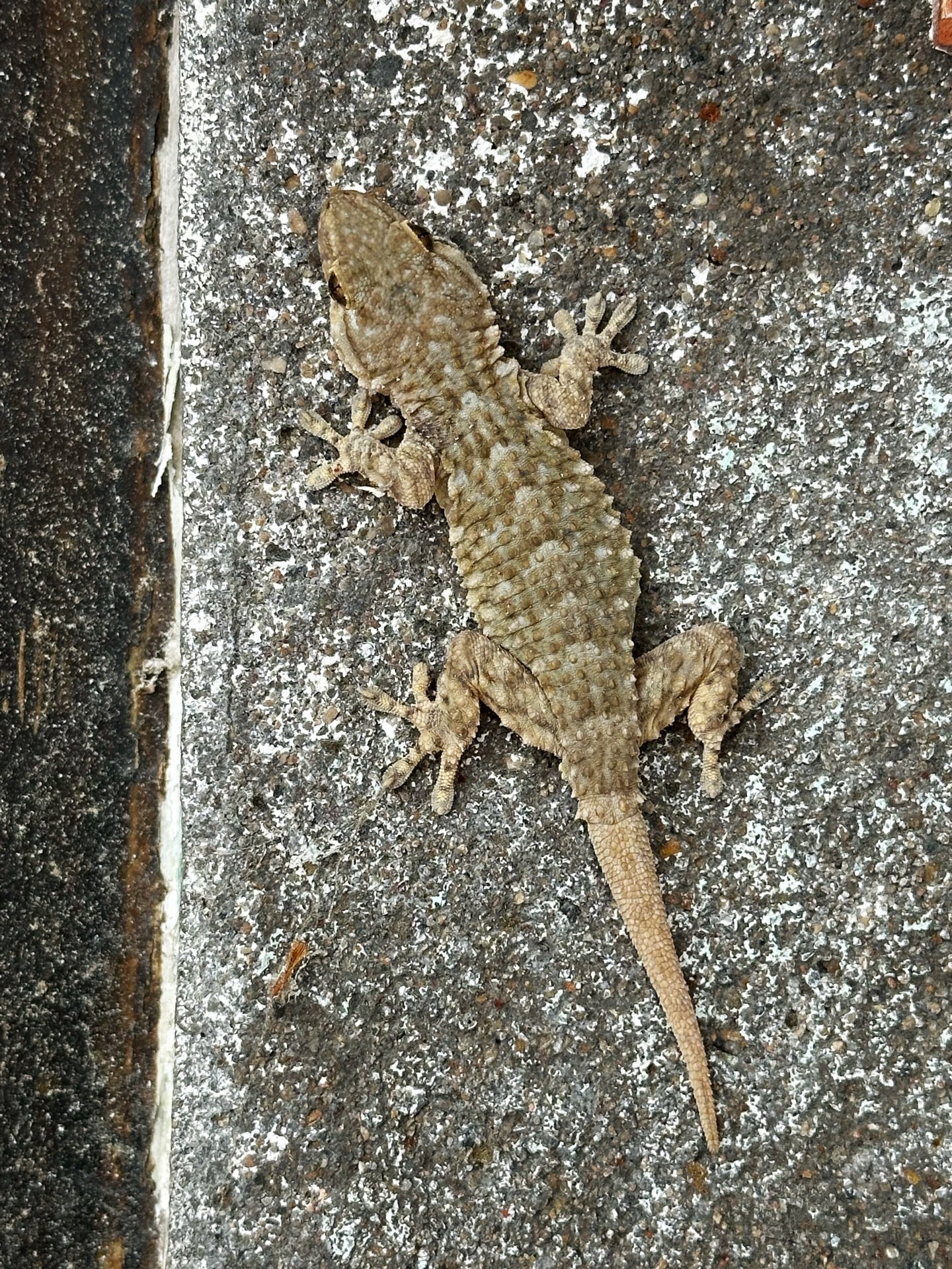 He encontrado un mutante